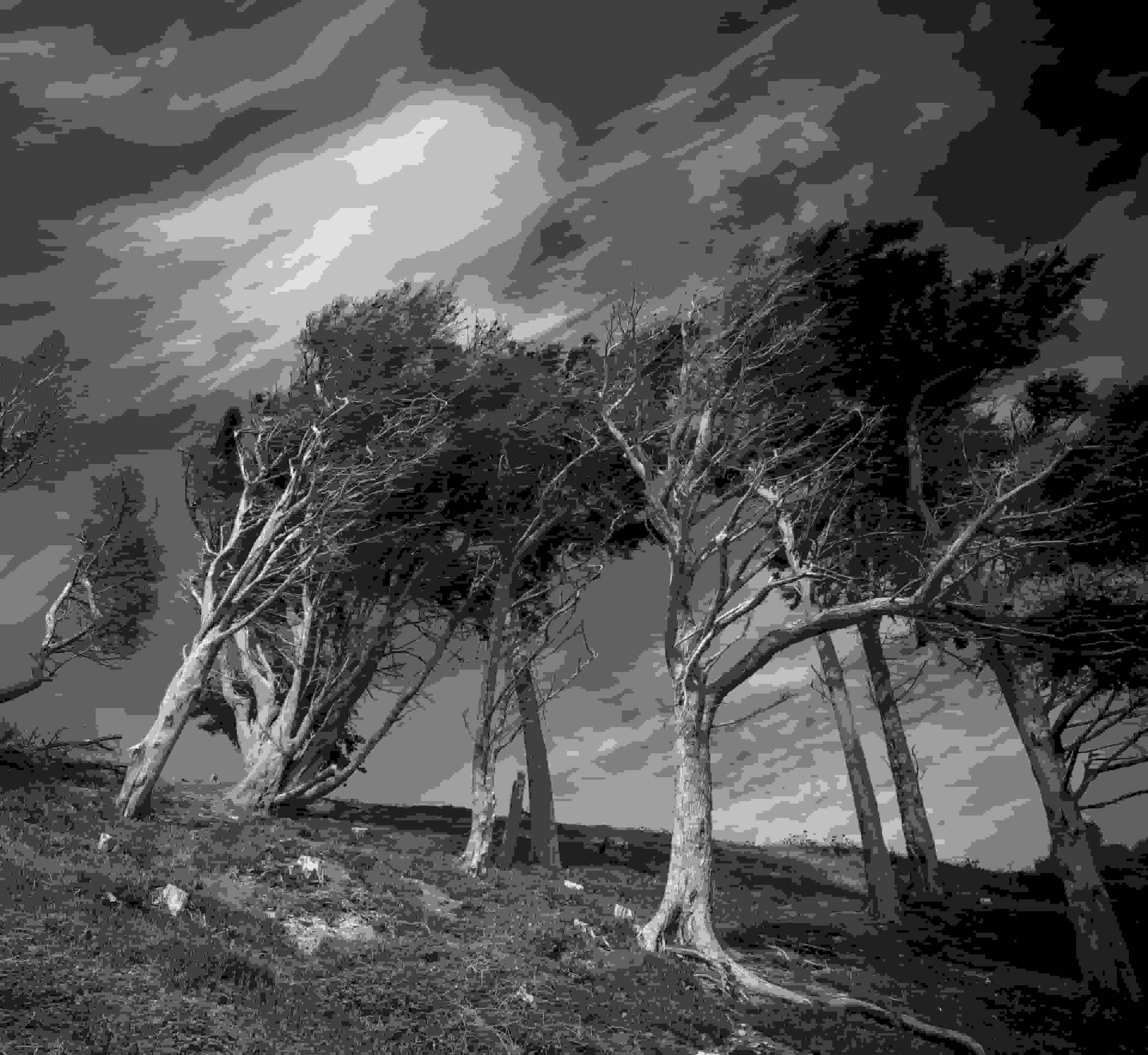 A black and white photo of trees on a hill.